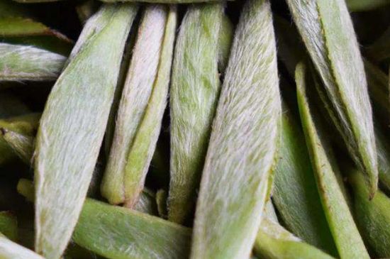 荒野銀針有什么特點(diǎn)，荒野銀針的味道口感咋樣？