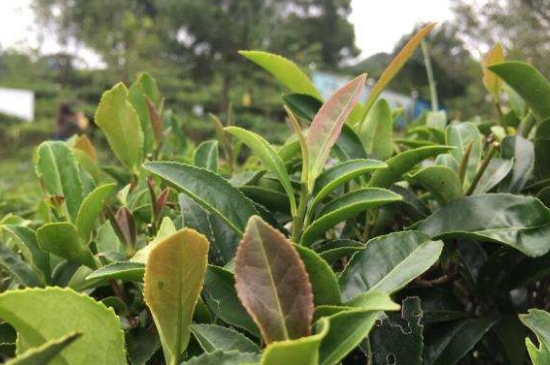 43號龍井屬于好茶嗎，龍井茶43號是什么意思？