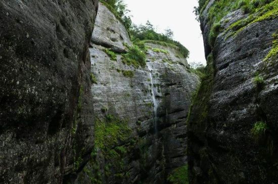 母樹大紅袍給誰喝了，為什么母樹大紅袍叫三棵六株？