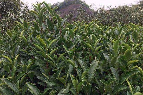 馬頭巖肉桂是大紅袍嗎，大紅袍肉桂屬于什么茶？