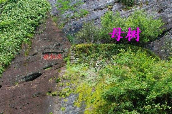 大紅袍拼配什么意思，大紅袍用什么茶拼配的