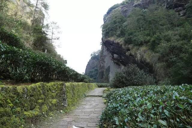 武夷山為什么盛產(chǎn)茶葉，武夷山茶為什么好喝？