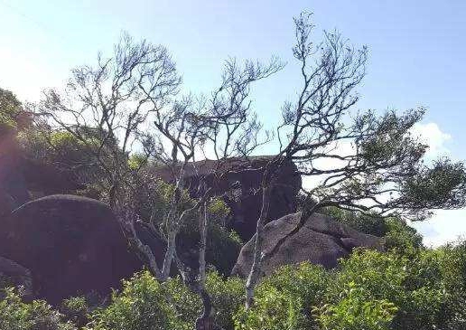 宋種一號(hào)價(jià)值為什么高，鳳凰單樅宋種1號(hào)價(jià)格與產(chǎn)量多少？