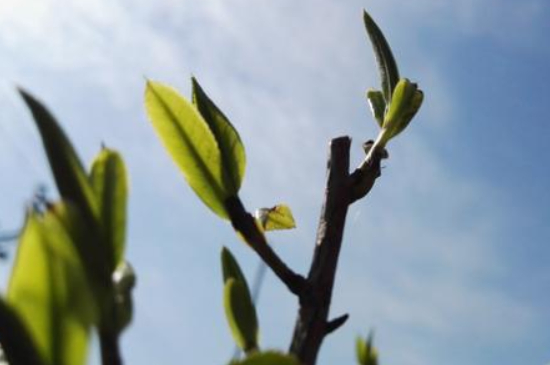 潮安鳳凰單叢十大名樅是什么，烏崠十大古樹名香品種介紹