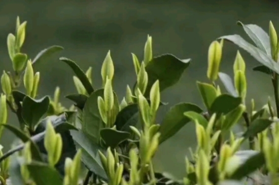 什么是雪前龍井茶，明前、雨前、雨后龍井有什么區(qū)別？