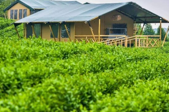 金壇雀舌算不算好茶，金壇雀舌屬于什么檔次茶葉？