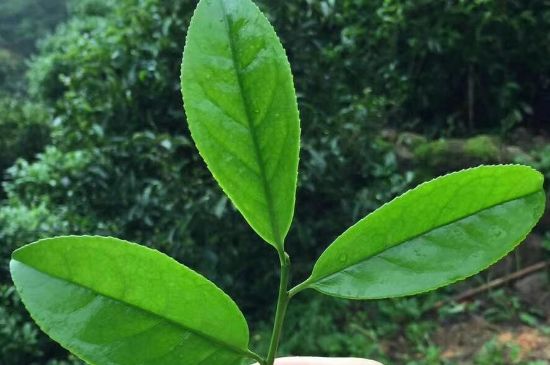 鋸朵仔跟鴨屎香哪個(gè)貴，鋸朵子和鴨屎香哪個(gè)好喝？