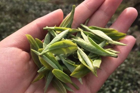 福建什么茶葉最出名，福建名茶有哪些？