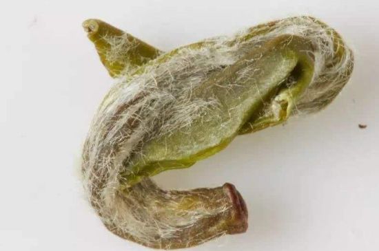 羊巖勾青是綠茶嗎，羊巖勾青茶屬于什么茶？