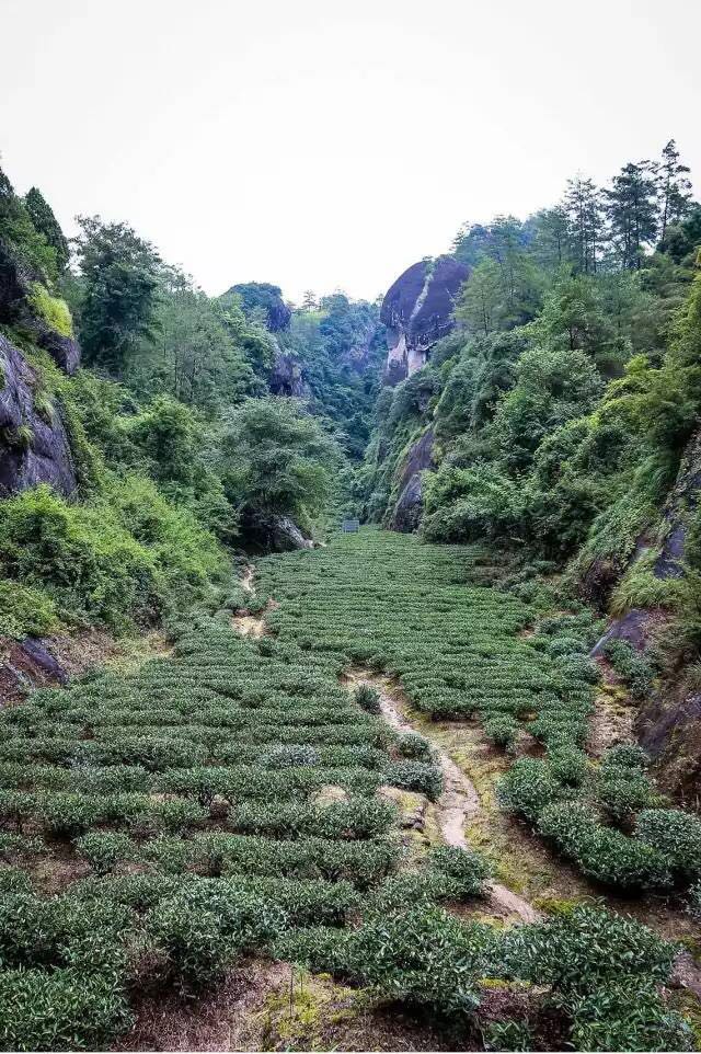 武夷山為什么盛產(chǎn)茶葉，武夷山茶為什么好喝？