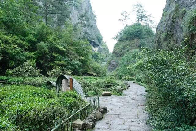 武夷山為什么盛產(chǎn)茶葉，武夷山茶為什么好喝？