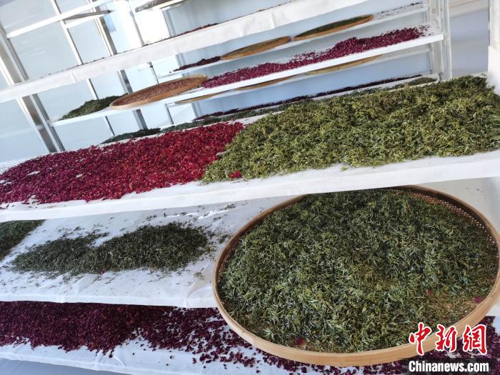 圖為王玲玲收購(gòu)的各種山茶?！⊥貘Q遠(yuǎn) 攝