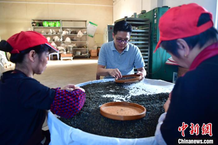 圖為張元豪在生產(chǎn)車間內(nèi)與工人一起查看茶葉品質(zhì)?！埍?攝