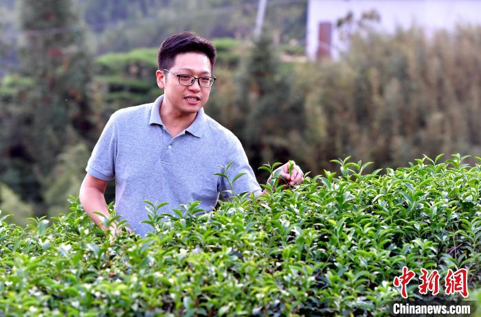 “臺二代”張元豪福建深山種茶十年：“來了，就對了”